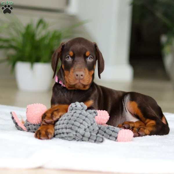 Jewel, Doberman Pinscher Puppy